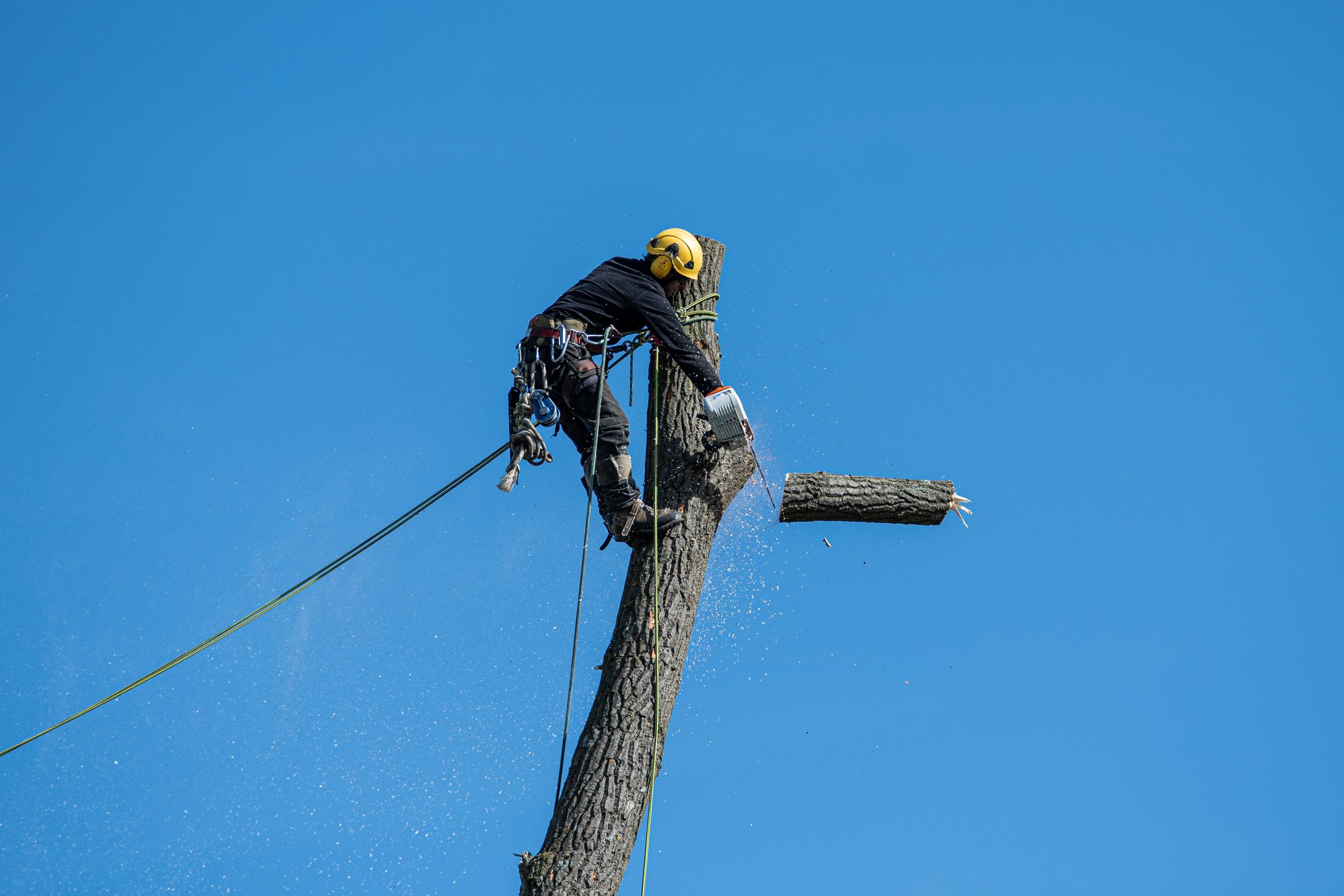 Arborist cutting a tree trunk while suspended by climbing ropes
